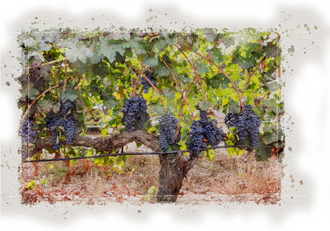 A stress-free vineyard.