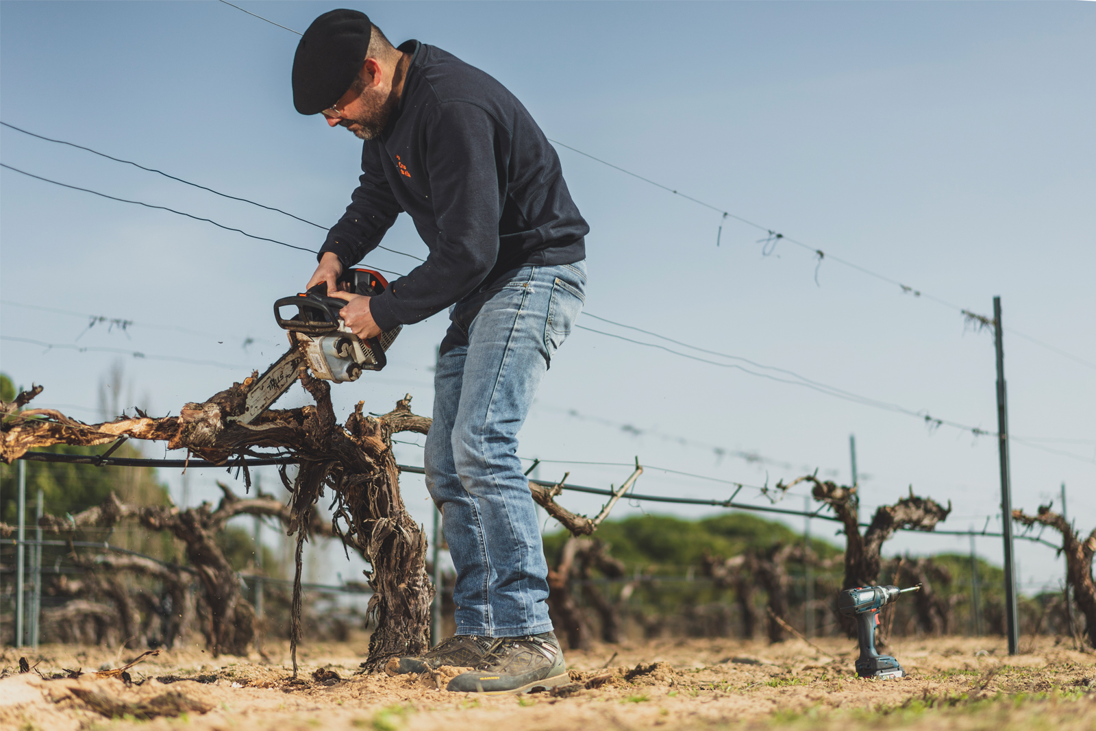 Recuperando viñas viejas afectadas por yesca